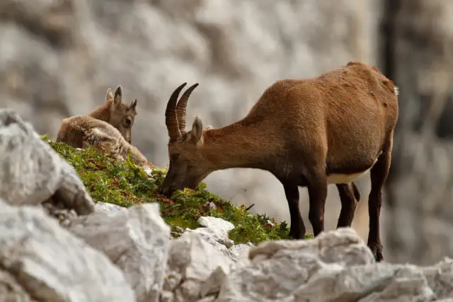 In una zona così ricca di ambienti diversi vive una fauna altrettanto interessante, cresciuta per quantità da quando l’area è protetta